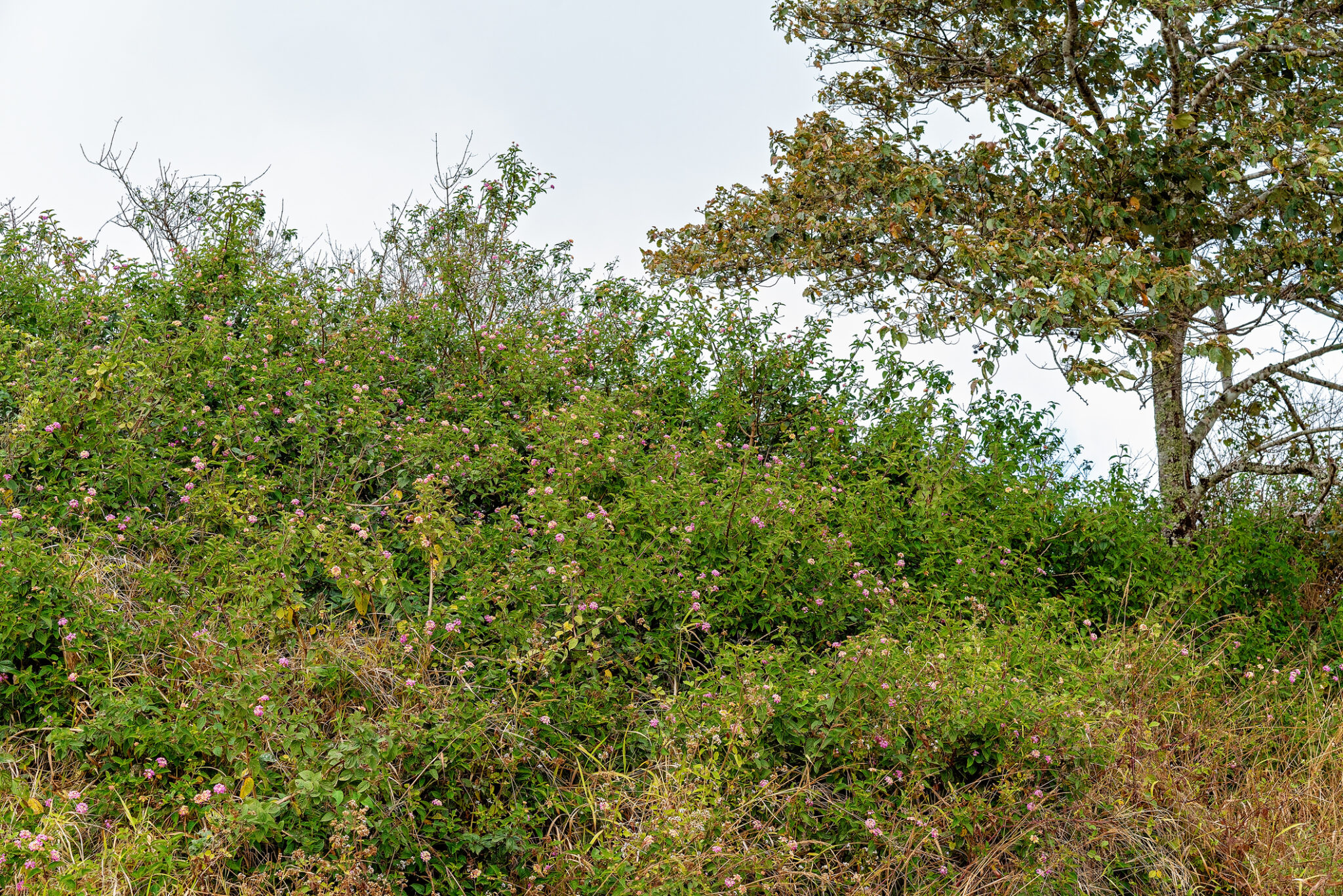 Lantana How to effectively kill Lantana Specialist Sales