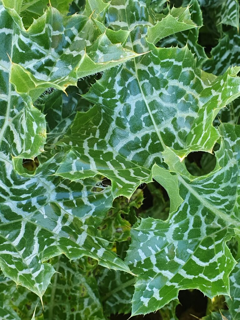 How to get rid of thistles Specialist Sales