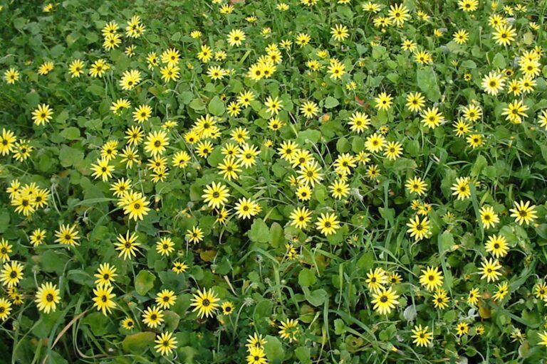 How To Eradicate Capeweed A Definite Guide