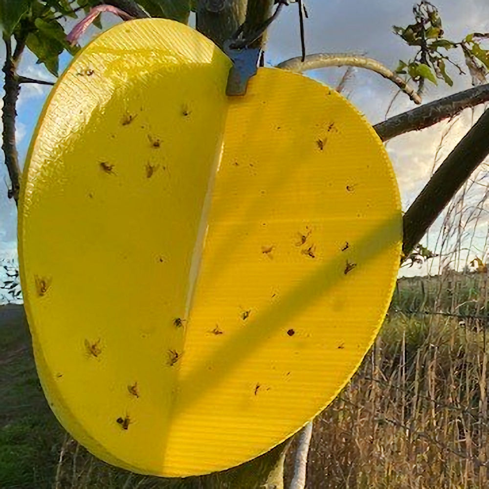 Fruition Nova Garden Fruit Fly Lures & Trap