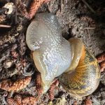 Specialist Sales Methioshield Snail & Slug Bait in action I