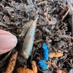 Specialist Sales Methioshield Snail & Slug Bait in action III