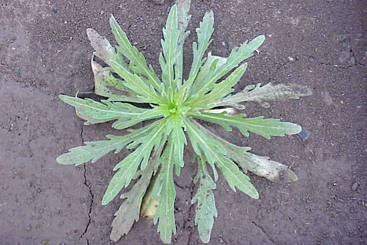 Flaxleaf fleabane rosette