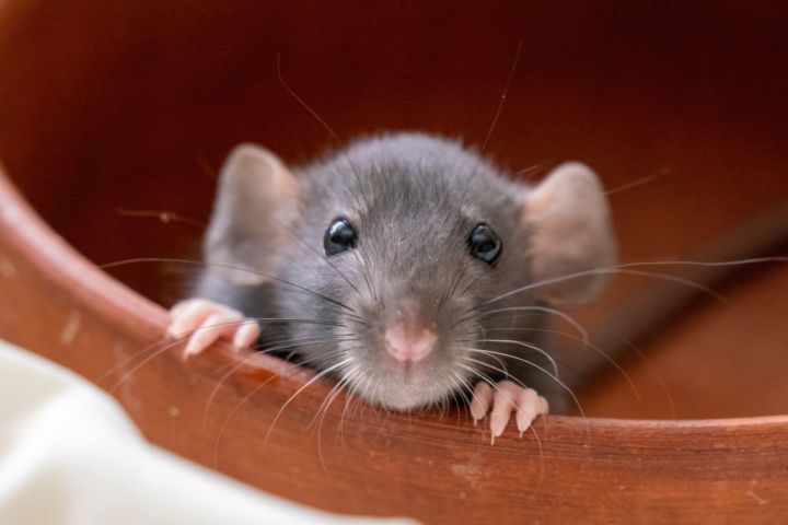 Common house mouse